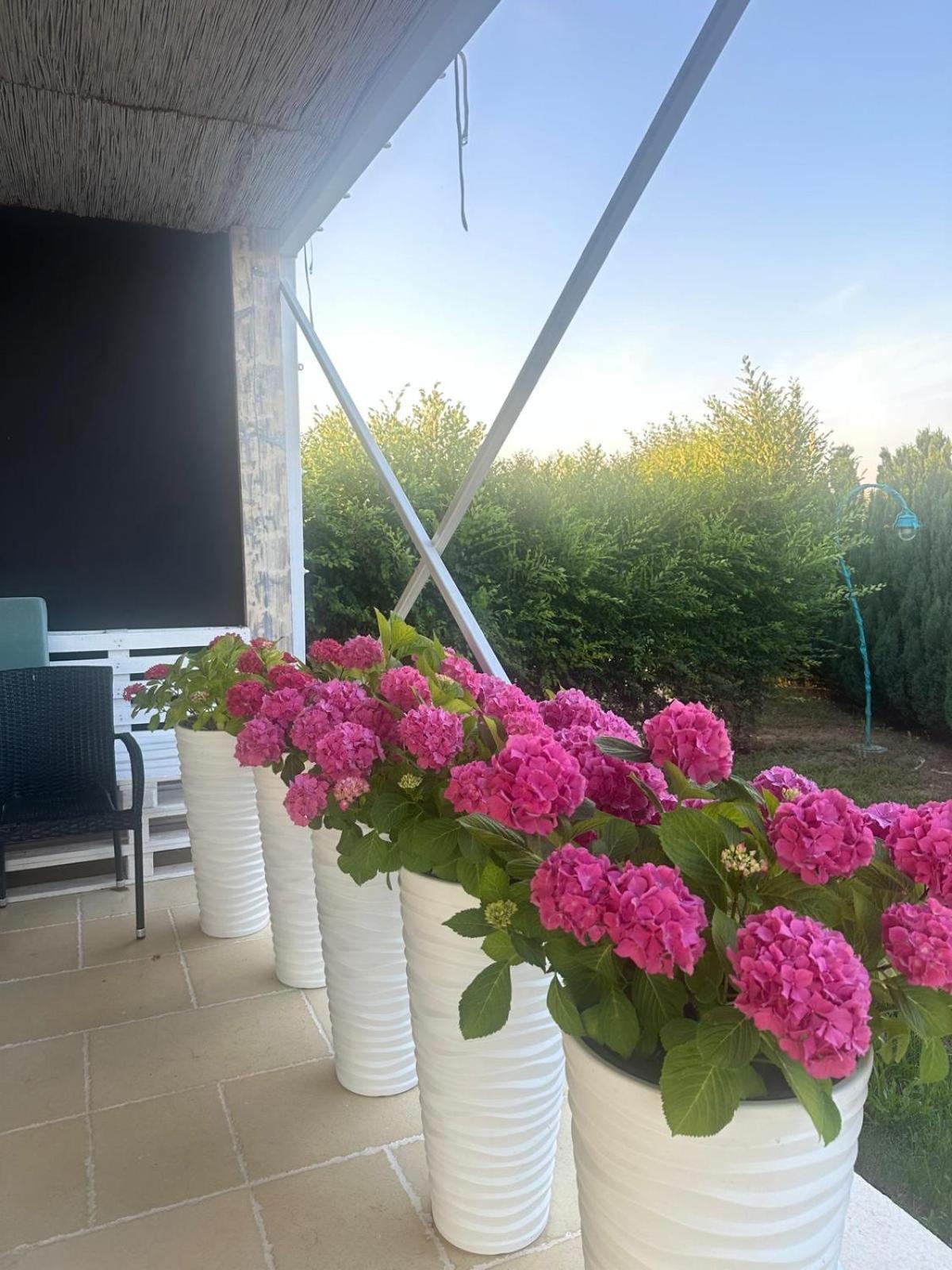 Green Oasis Apartment Stolniceni-Prajescu Exterior photo